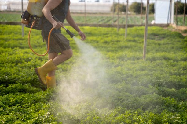 Best Insect Control  in Glenmora, LA