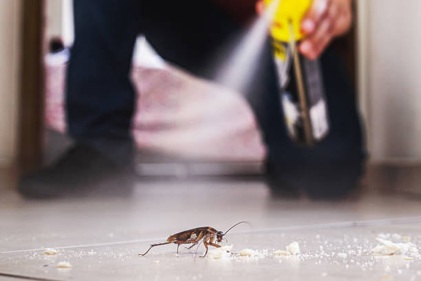 Best Pest Removal Services  in Glenmora, LA