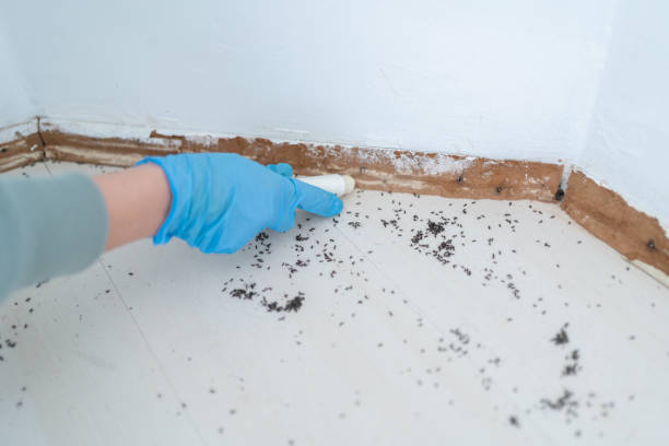 Pest Control Cost in Glenmora, LA